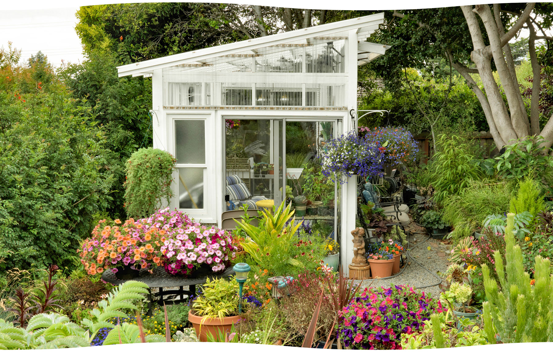Greenhouse with Sakata SuperCal petunias